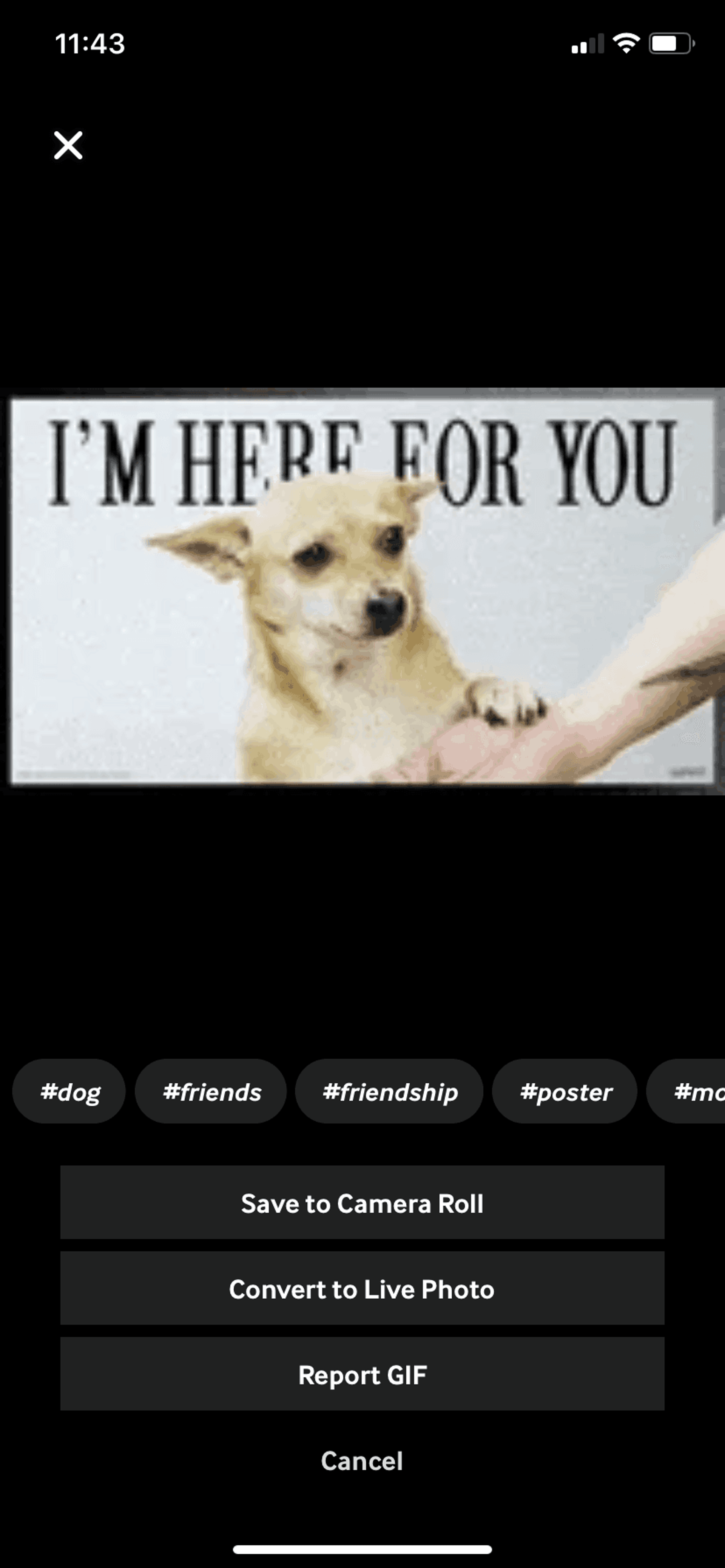 GIPHY iOS Photo & Video interface screenshot 19