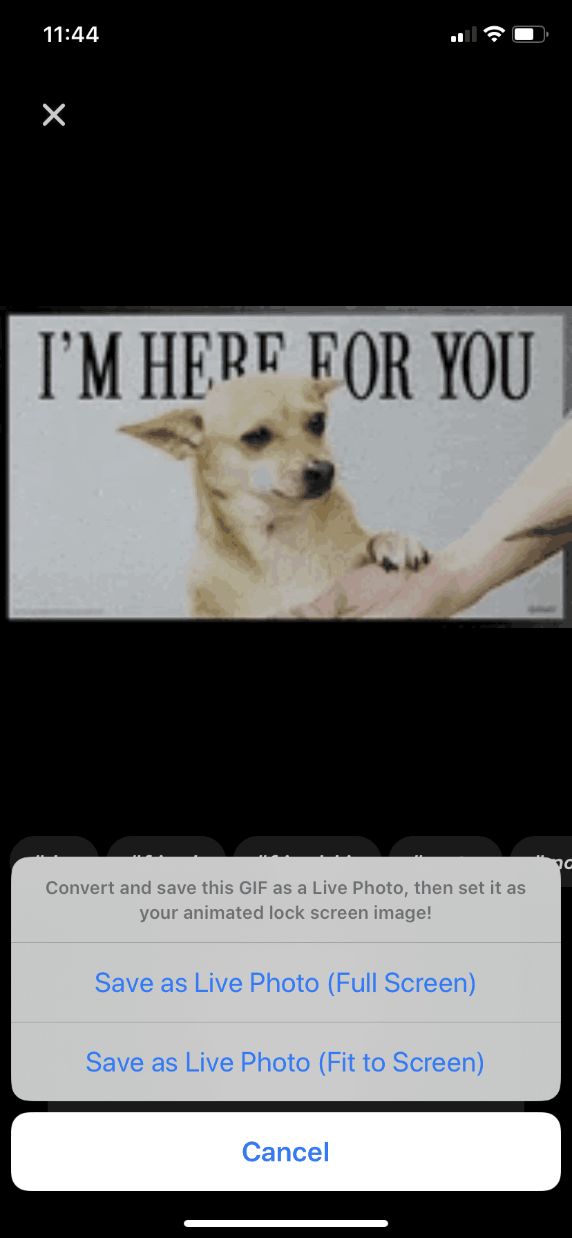GIPHY iOS Photo & Video interface screenshot 22